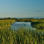 AARP: Oconto Marsh signage project wins AARP Wisconsin grant
